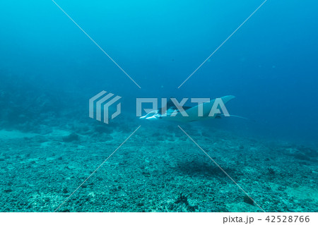 サンゴ礁の海を泳ぐマンタ(Manta birostris) ヤップ島・ミクロネシア サンゴ礁の海を泳ぐマンタ(Manta birostris) ヤップ島・ミクロネシア 42528766