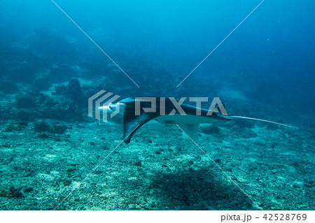 サンゴ礁の海を泳ぐ若いマンタ(Manta birostris) ヤップ島・ミクロネシア 42528769