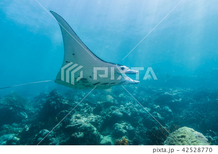 サンゴ礁の海を泳ぐマンタ(Manta birostris) ヤップ島・ミクロネシア サンゴ礁の海を泳ぐマンタ(Manta birostris) ヤップ島・ミクロネシア 42528770