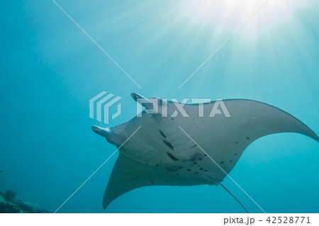 陽光が降り注ぐサンゴ礁の海を泳ぐマンタ(Manta birostris) ヤップ島・ミクロネシア 陽光が降り注ぐサンゴ礁の海を泳ぐマンタ(Manta birostris) ヤップ島・ミクロネシア 42528771