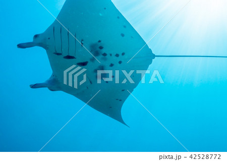 陽光が降り注ぐサンゴ礁の海を泳ぐマンタ(Manta birostris) ヤップ島・ミクロネシア 42528772