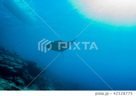 明るいサンゴ礁の海を泳ぐマンタ(Manta birostris) ヤップ島・ミクロネシア 42528775