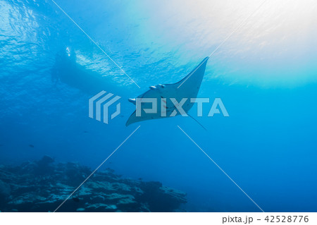 眩しいサンゴ礁の海を泳ぐマンタ(Manta birostris) ヤップ島・ミクロネシア 眩しいサンゴ礁の海を泳ぐマンタ(Manta birostris) ヤップ島・ミクロネシア 42528776