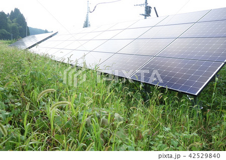 雑草に囲まれた太陽光発電所 42529840