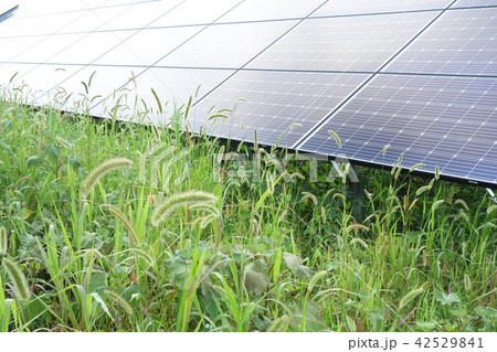 雑草に囲まれた太陽光発電所 42529841