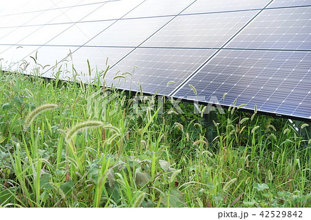 雑草に囲まれた太陽光発電所 雑草に囲まれた太陽光発電所 42529842