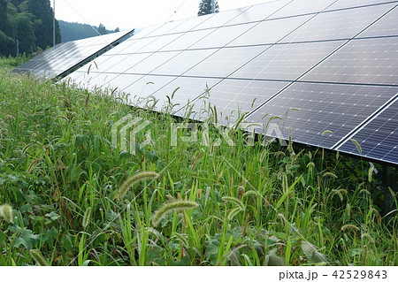 雑草に囲まれた太陽光発電所 雑草に囲まれた太陽光発電所 42529843