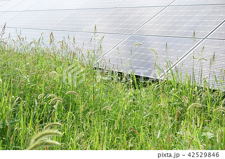 雑草に囲まれた太陽光発電所 雑草に囲まれた太陽光発電所 42529846