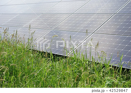 雑草に囲まれた太陽光発電所 雑草に囲まれた太陽光発電所 42529847
