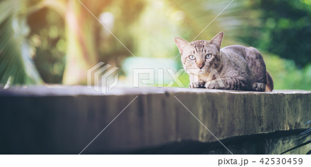Cat on the house wall looking at camera 42530459