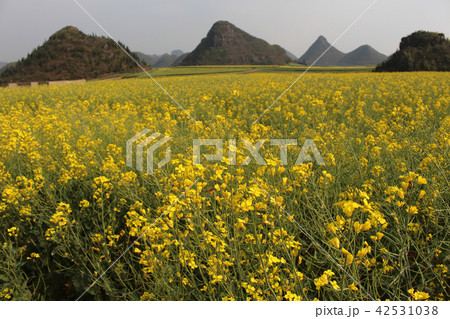 羅平・金鶏峰・菜の花 羅平・金鶏峰・菜の花 42531038