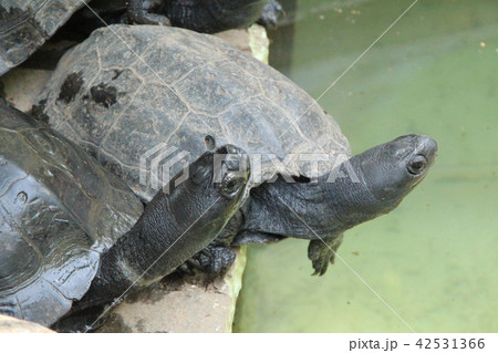 クサガメ 42531366