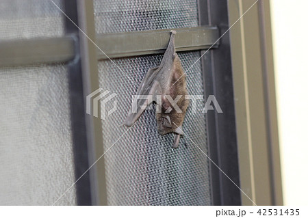 アブラコウモリ（イエコウモリ）０１ 42531435