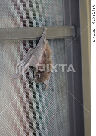 アブラコウモリ（イエコウモリ）０２ 42531436