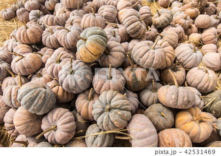 カボチャ かぼちゃ 南瓜 42531469