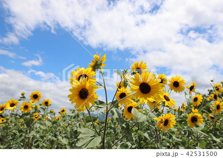 馬見丘陵公園のひまわり 42531500