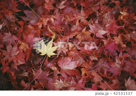 秋 紅葉 カエデの葉 42531537