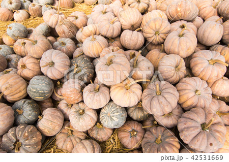 カボチャ かぼちゃ 南瓜 42531669