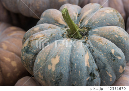 カボチャ かぼちゃ 南瓜 42531670