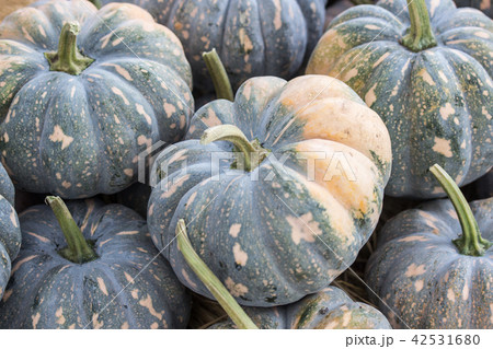 カボチャ かぼちゃ 南瓜 42531680