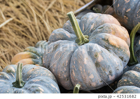 カボチャ かぼちゃ 南瓜 42531682