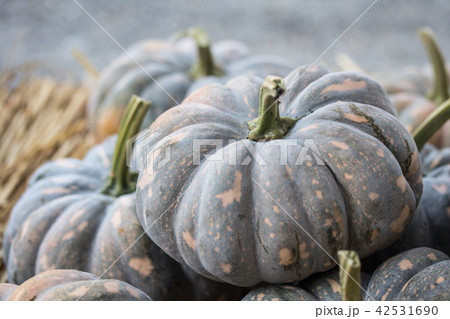 カボチャ かぼちゃ 南瓜 42531690