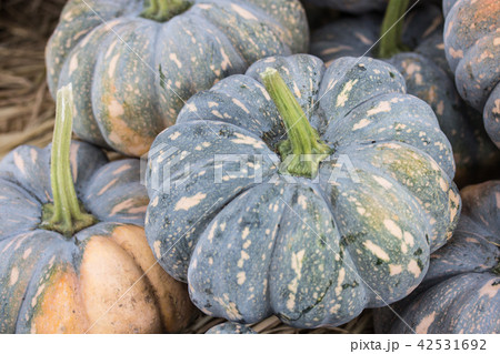 カボチャ かぼちゃ 南瓜 42531692