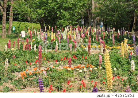 ルピナスの花 42531853