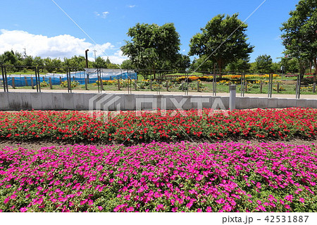 夏の馬見丘陵公園 42531887