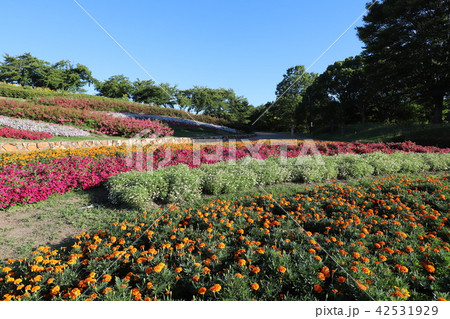 夏の馬見丘陵公園 夏の馬見丘陵公園 42531929