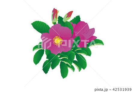 都道府県の花北海道ハマナス 42531939