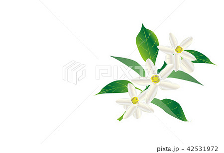 都道府県の花徳島スダチ 42531972