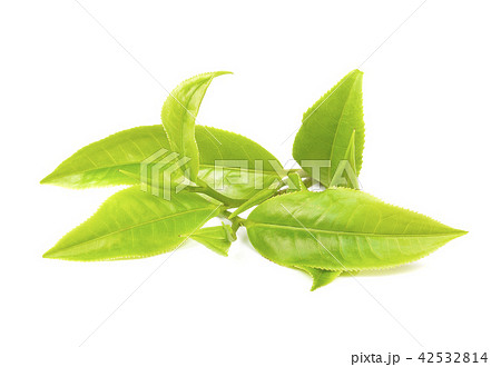 Green tea leaf isolated on white background Green tea leaf isolated on white background 42532814