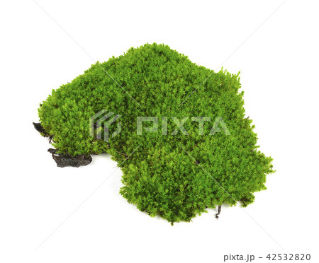 Green moss isolated on white bakground Green moss isolated on white bakground 42532820
