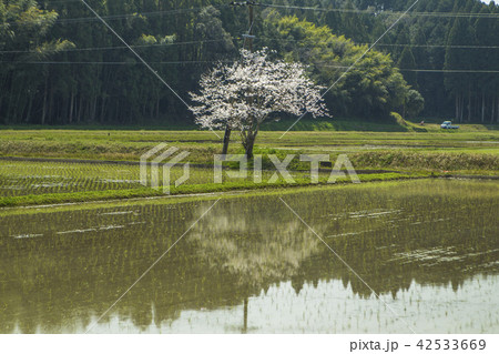 春の田園風景 42533669