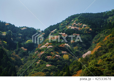 山桜 山桜 42533670