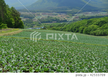 嬬恋高原のキャベツ畑 嬬恋高原のキャベツ畑 42533709