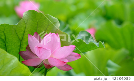 ハスの花 ハスの花 42534089