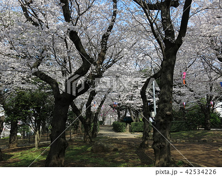 桜が咲く春の飛鳥山公園 42534226