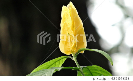 パキスタキス パキスタキス属 花 42534333