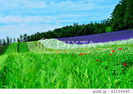 フラワーガーデン フラワーガーデン 42534490