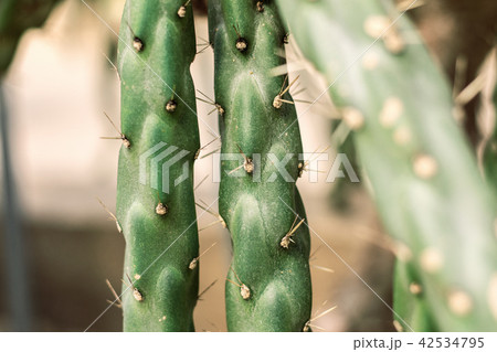 Cactus of spike at a daytime. Cactus of spike at a daytime. 42534795