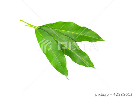 Mango leaf isolated on a white background. 42535012