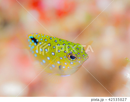 ルリホシスズメダイ幼魚 42535027