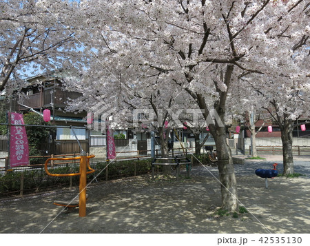 桜が咲く豊島区の染井よしの桜の里公園 42535130