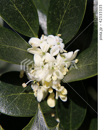 ヒイラギの花 42535335