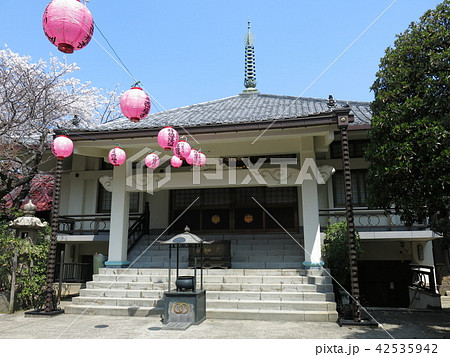 桜が咲く豊島区の西福寺（本堂） 42535942