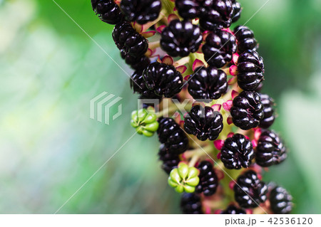 American pokeweed (Phytolacca americana) American pokeweed (Phytolacca americana) 42536120