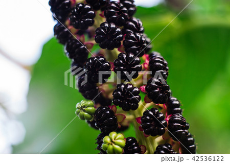 American pokeweed (Phytolacca americana) American pokeweed (Phytolacca americana) 42536122