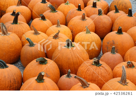 <米国>ハロウィンのパンプキン 42536261